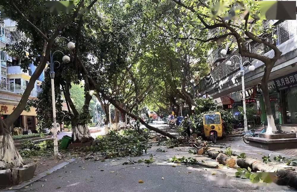 大树|倾倒大树成“拦路虎” ，番禺大石3小时排险情