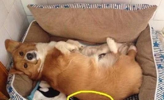  哑巴|柯基咬断电线装哑巴，主人在狗窝找到证据后，柯基的反应萌呆了