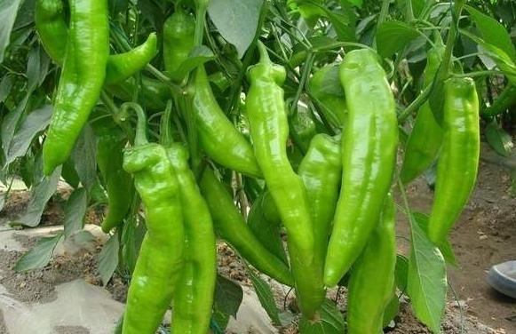  青椒|爱吃青椒的人，身体不会差，但吃青椒有3大禁忌，你需要了解清楚