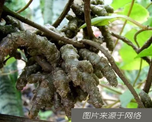 养生|长在树上的“生姜”，长相丑陋少有人识，老农心中的“养生菜”！