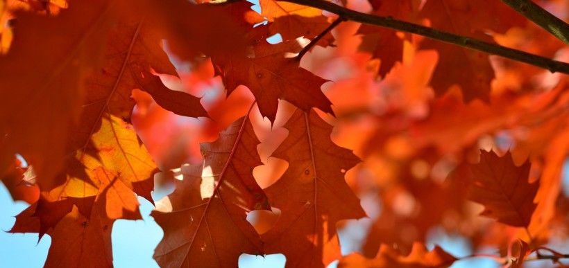  爱情|8月初，爱情雨落风吹，摇摇欲坠，4大星座坚持维护，爱情圆满