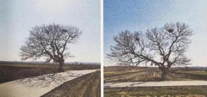  赔偿金|货车撞断树枝被判赔偿13万7！网友：请问赔偿金是给树烧过去？