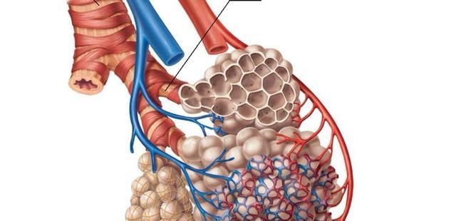  美容|小小桑葚干，秋后不用慌！美容安眠、身心舒畅健养起来