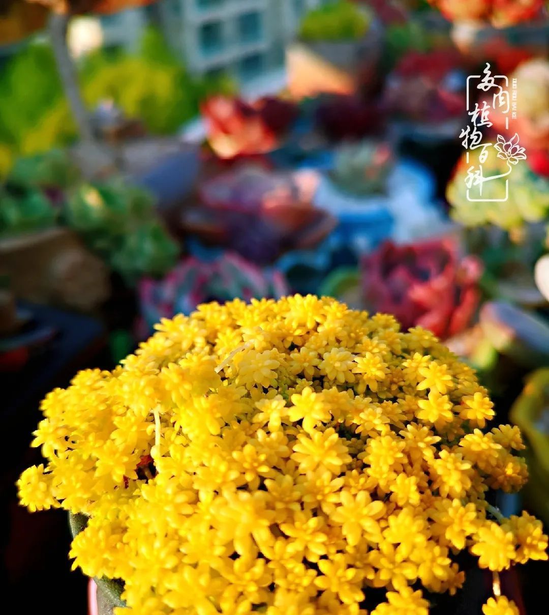  萌化|当粉粉的多肉捧在手心，我体验到了什么叫“萌化了心”