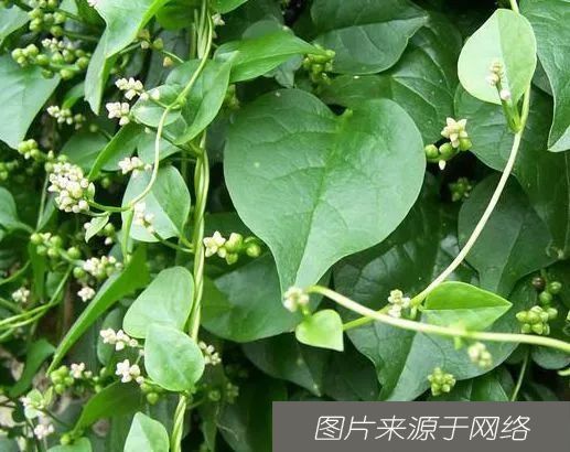  养生|长在树上的“生姜”，长相丑陋少有人识，老农心中的“养生菜”！