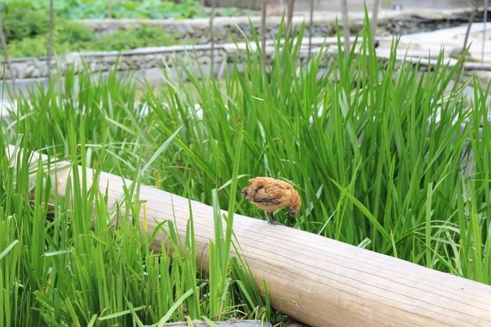  黄岗|村光灿烂 | 如果认识陶渊明，我一定让他到黄岗来。