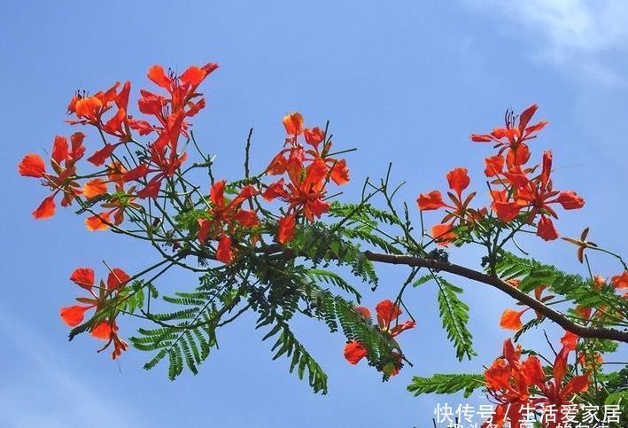 此花花色鲜艳,盛开时满树缀花宛如天边的