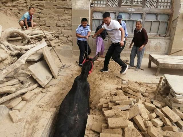  民警|民警“寻驴”解民忧