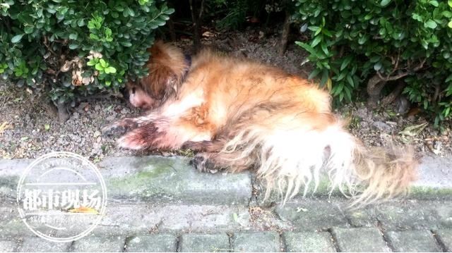  原因|老人“放生”19岁老宠物狗，民警上门罚款500，原因令人心酸