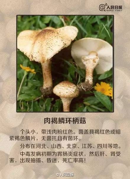  毒蘑菇|青岛疾控紧急提醒！已有多人中招！