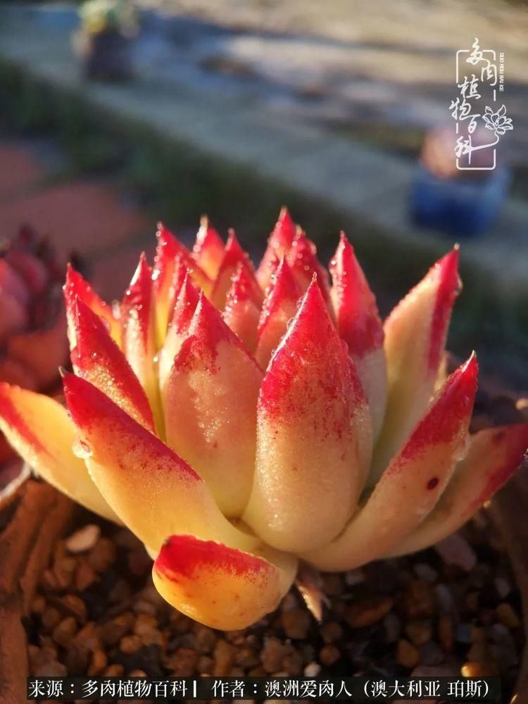 血放|多肉让你把血放，文玩掏空你家当，你要在哪个坑里乘风破浪？