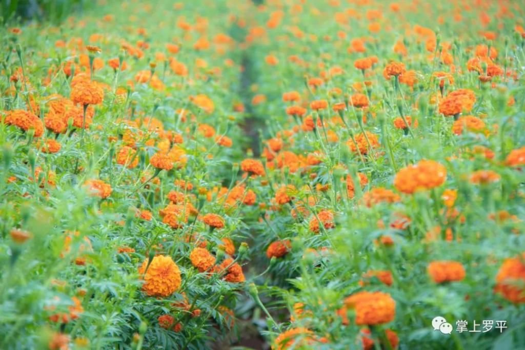  平城|免费！罗平城边万寿菊花海上线，美得没朋友了...