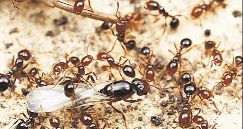 清道夫|什么蚂蚁能与有着“无敌”之称的红火蚁抗衡？