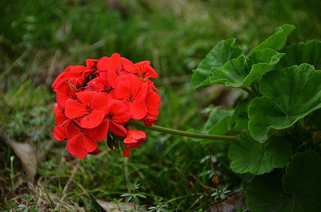 泡酒|酿酒过程:红花可以泡酒吗,红花泡酒的配方