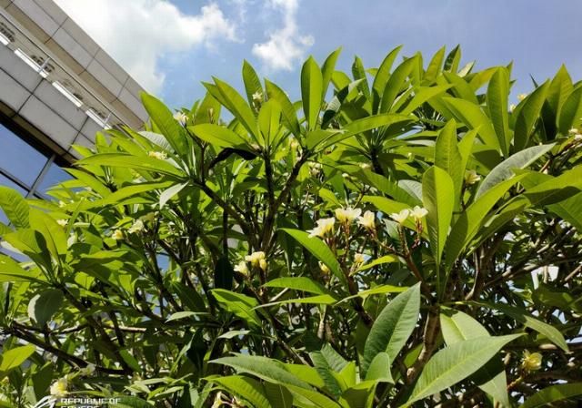  评测|ROG游戏手机3评测：首发865 Plus，看背后多数人会说三个字