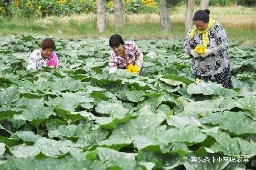  南瓜|南瓜已经开花了，可落花落果严重该如何防治呢？