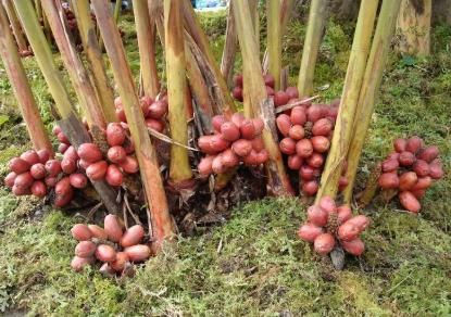 生姜|南方才能种植，根似生姜果像红枣，很多人以为有毒，却卖35元1斤