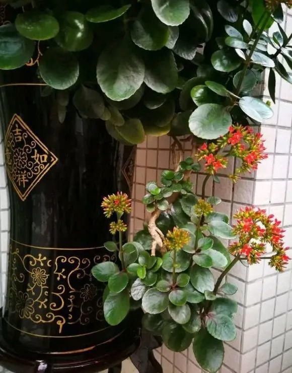 养成|最大的长寿老桩,7年时间,养成盆景!