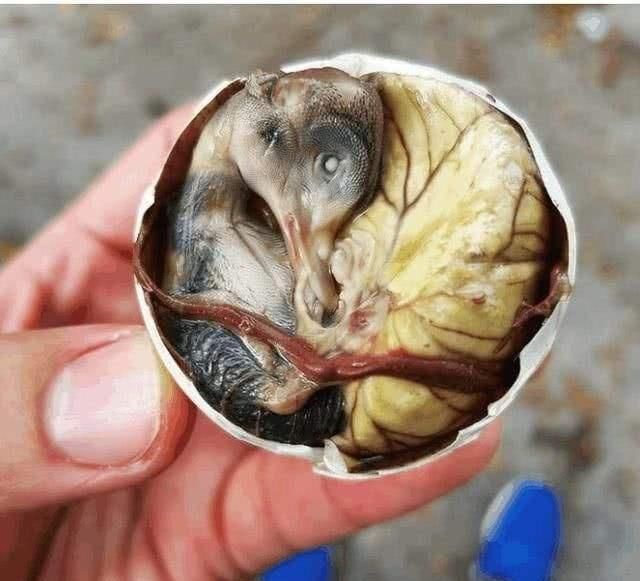 蜂蛹|如果世界上只剩下这6种黑暗料理,只能选其一填肚子,你选哪个