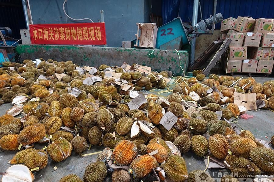 海关|水口海关销毁49.58吨涉嫌走私入境榴莲