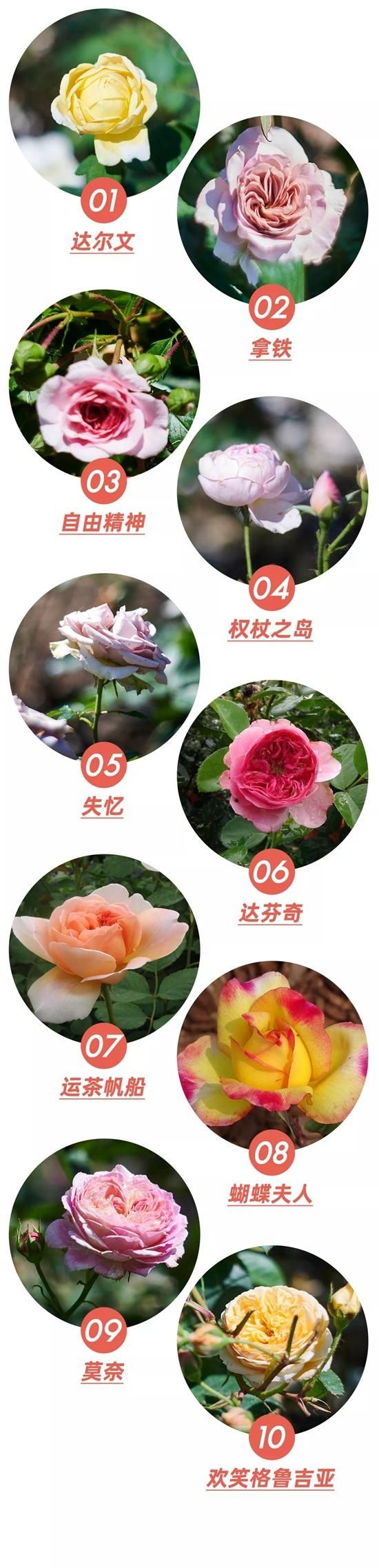 步伐|跟着“文化园长”陈丹燕的步伐 见证“翻译家”月季在上海辰山植物园诞生