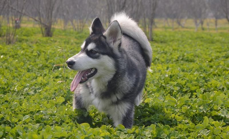  肚子上|不是自己家的狗, 这4个地方不要动, 否者它会急眼