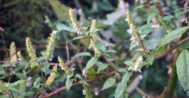  却常|这植物山上很多，却常被忽视，殊不知是解暑佳品