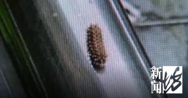  居民|什么幺蛾子？！沪一小区被神秘生物占领，现场看傻眼