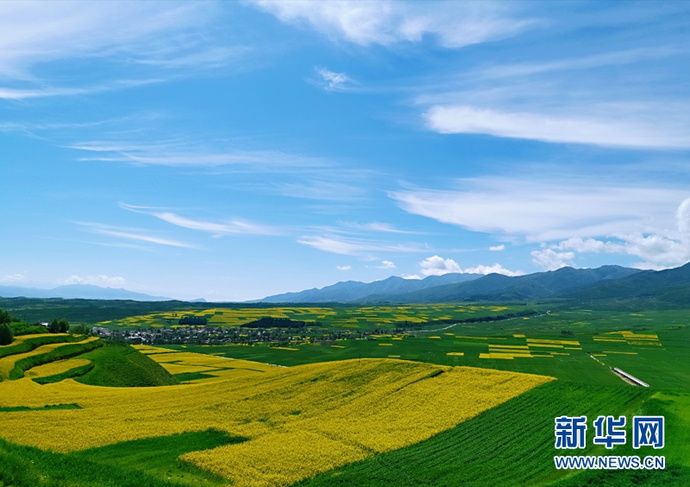  梯田|【视频】快去打卡！西宁绝美梯田花海