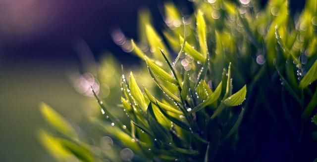 属牛的人|9月10 -9月28 虎.牛.猪 财运排行前三的生肖