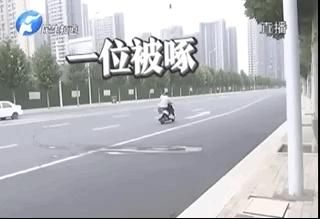  市民|愤怒的小鸟，只啄黑衣男子！啥来头