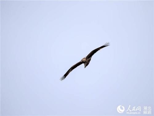  湖北省|神农架发现湖北省鸟类新记录种靴隼雕