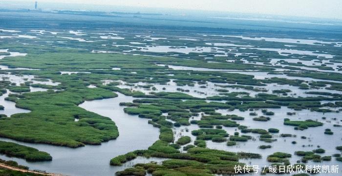 挖掘机|这次中国吃货也认输，我国沿海地区泛滥，为根除挖掘机都用上