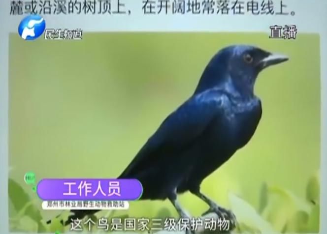  市民|愤怒的小鸟，只啄黑衣男子！啥来头