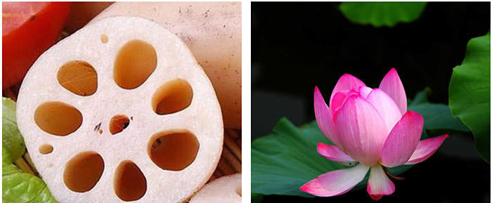  区别|在菜场买莲藕，才知道“9孔”和“7孔”的区别，终于不花冤枉钱了