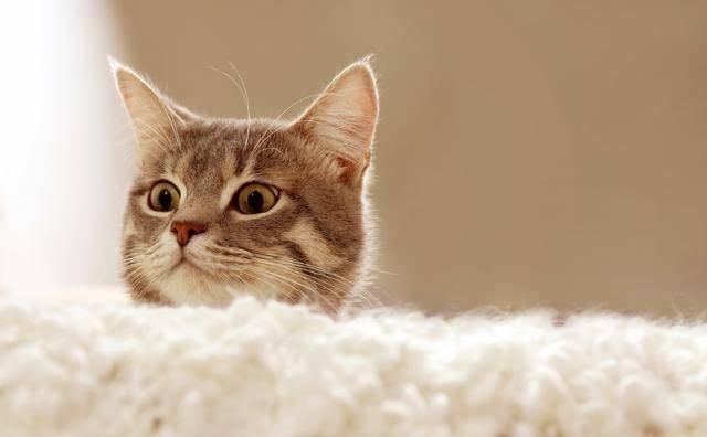  喜欢|没养过猫的人，根本不理解咱铲屎官到底为什么喜欢猫！