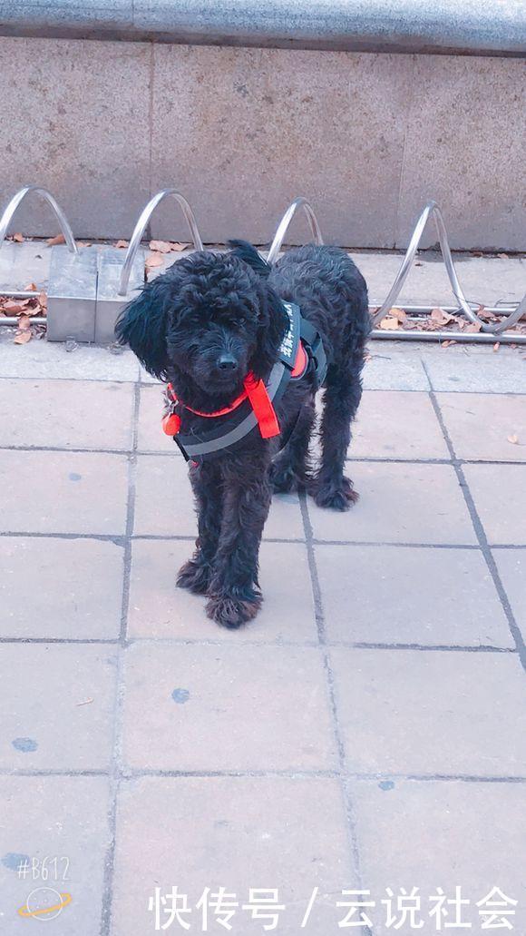 心事|路上发现只有“心事”的流浪狗，女孩带它回家后，老妈却不让进门