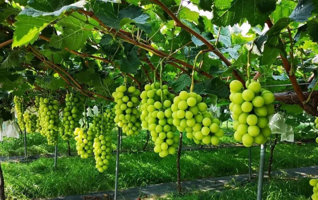 8月大量上市,是最贵的八种葡萄之一,进口