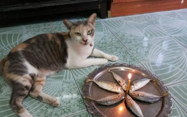 猫咪|猫咪过生日，主人精心给它准备礼物，看到猫咪反应主人心碎了