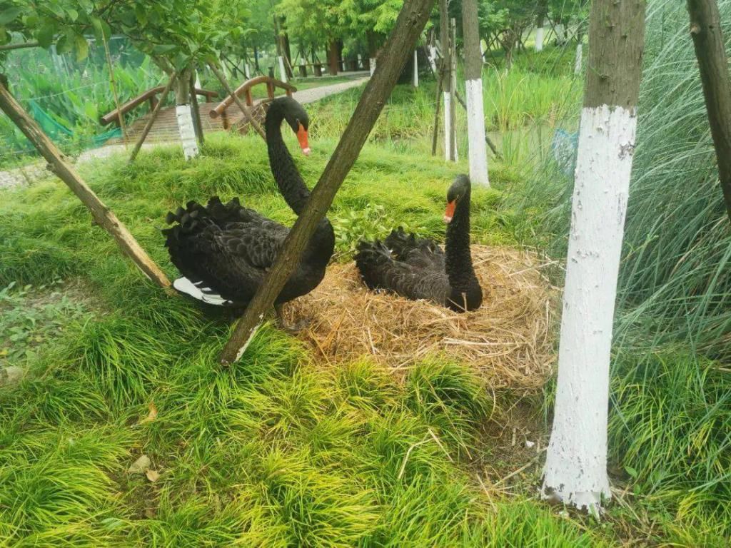  惨遭毒手|怒！和合公园里4颗黑天鹅蛋惨遭毒手！鹅妈妈都抑郁了…