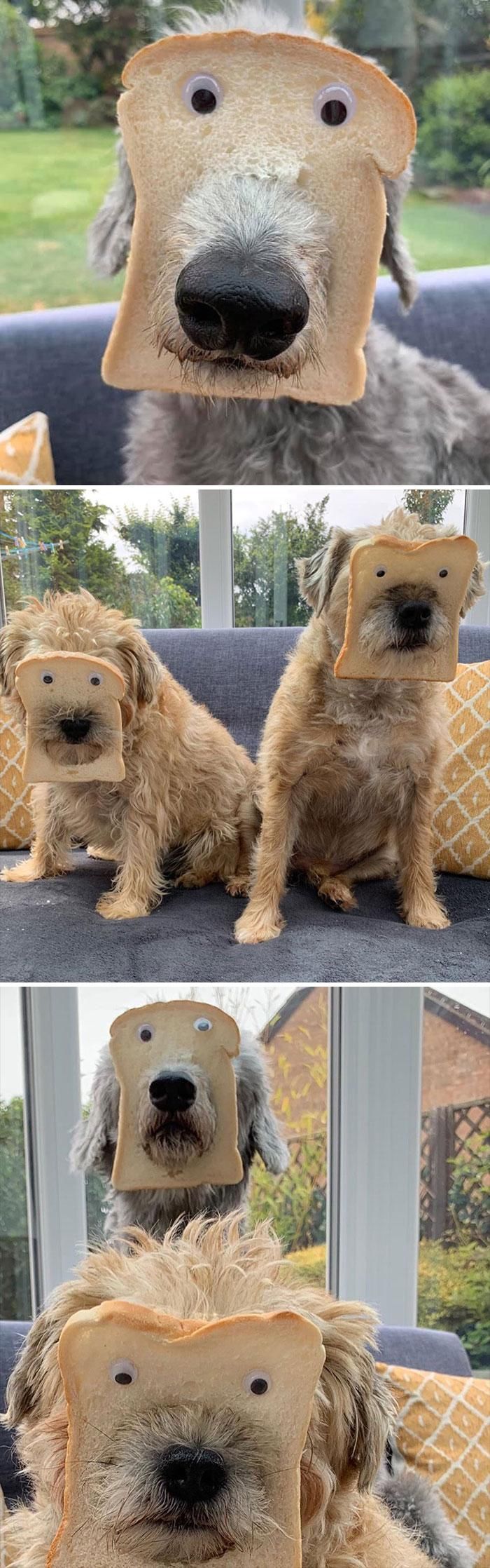 面包|被卡在面包里的宠物:从来不知道面包可以这么玩!