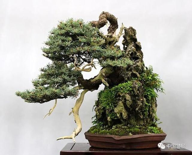 健康|观赏盆景 感悟人生：健康快乐才是生活的主宰！