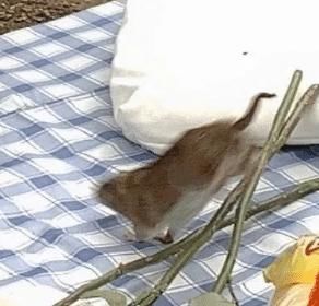 按摩师|如果我是按摩师,遇到这种客人,可能我直接就跑了吧!哈哈哈哈哈!