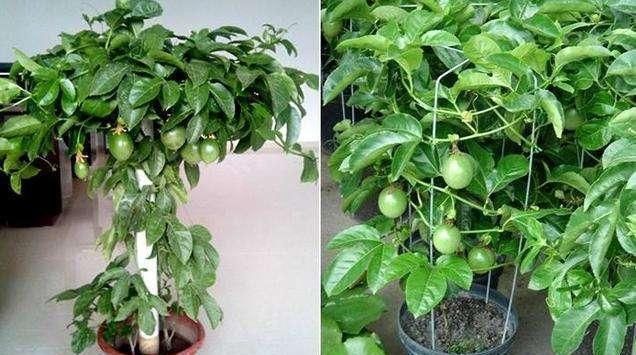 年结|别再买这种“天价”水果了,把果肉扔土里,来年结的果子吃不完