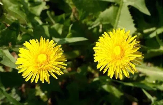 食物|甲状腺结节的“诱因”，终于弄清楚了，2种美食，劝你趁早忌口