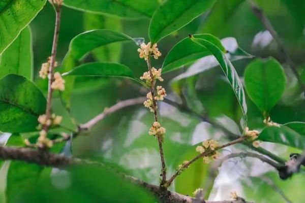 台风|刚出梅，桂花开了！40℃高温在来的路上，那台风呢？