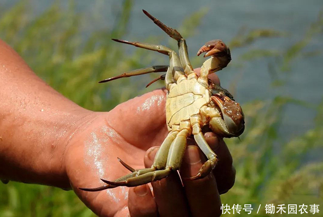 就火|去年遭吐槽的大闸蟹,今年没上市就火了,消费者直呼吃不起