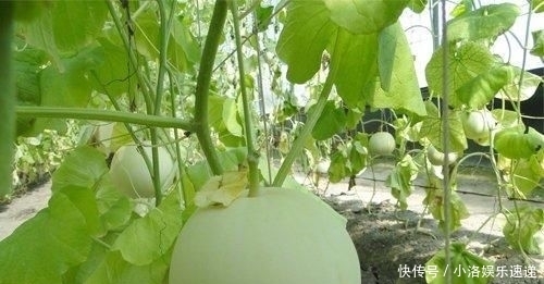 杂交|甜瓜杂交栽培技术,掌握几点关键技巧,提高甜瓜的果实率