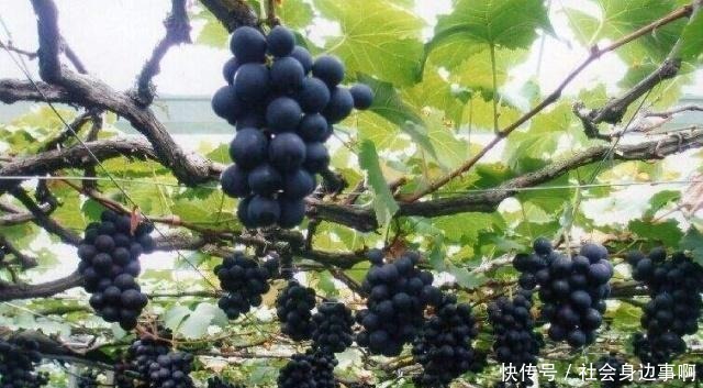 天价西瓜|它原产日本,堪称贵族水果,一斤230元,引入我国后成平民价