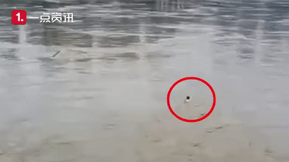 男子|男子跳江被冲走刷屏!真相让网友怒了